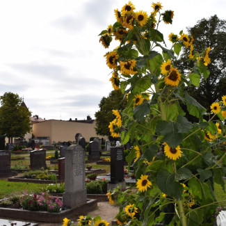 Bewahrung der Schöpfung und evangelischer Friedhof 